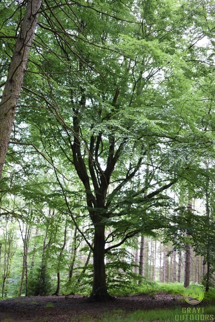 Small Beech Beech | Grayt Outdoors - Bushcraft and Identification